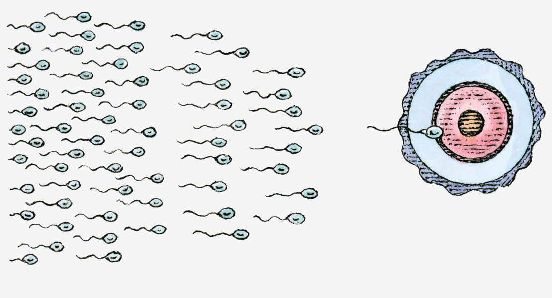 Sperma Im HeuSchen Sperma Im HeuSchen