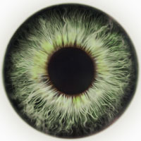 Augen bedeutung grüne Augenfarbe: Das