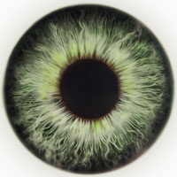 grüne Augen Typ