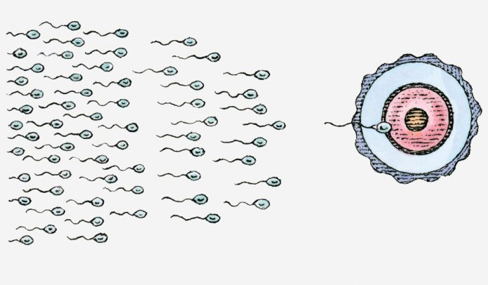 sperma-mythen Sperma Mythen