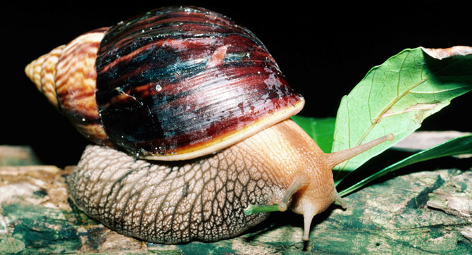 Riesenschnecke