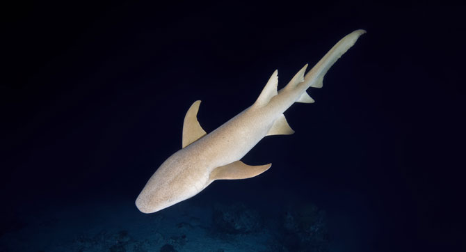 Gefahr aus der Tiefe - Hai