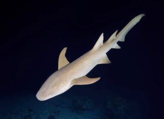 Gefahr aus der Tiefe - Hai