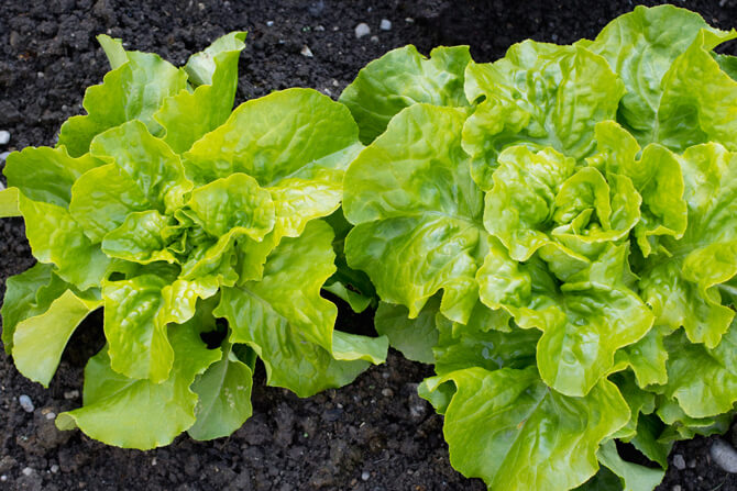 natürliche Appetitzügler