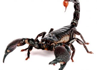 Skorpion