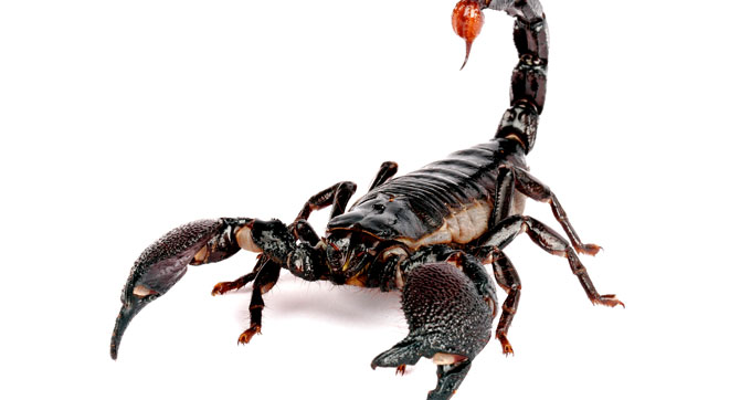sternzeichen skorpion flirten