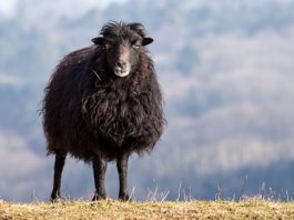 Ignoranz und Egoismus – The Black Sheep Effect