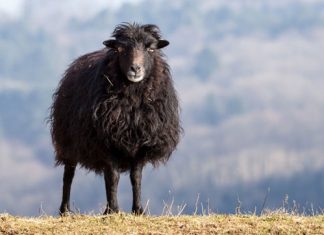 Ignoranz und Egoismus – The Black Sheep Effect