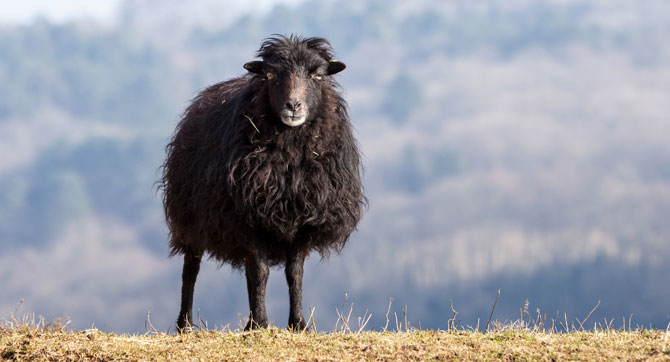 black-sheep-effect Ignoranz und Egoismus – The Black Sheep Effect