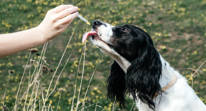 Sogar für Tiere ist das wertvolle Öl sehr gut verträglich.