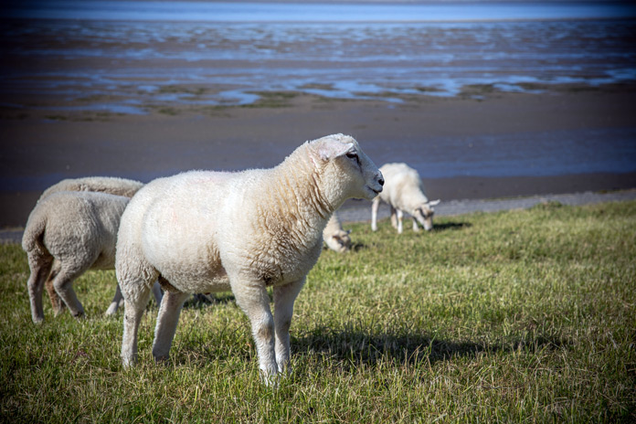 Ostfriesland Schafe