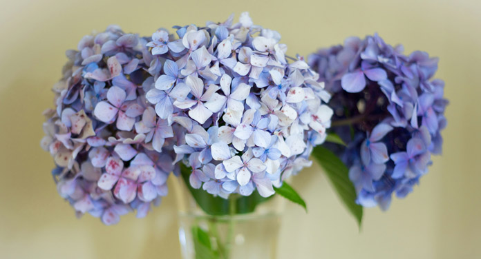 Blumen zum ersten Date auswählen