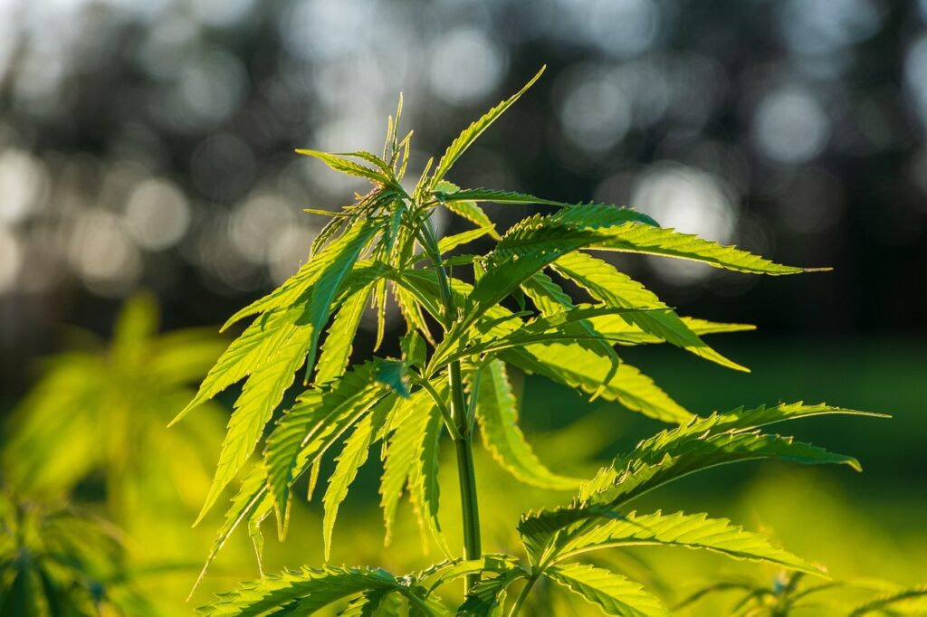 CBD gegen Lernstress